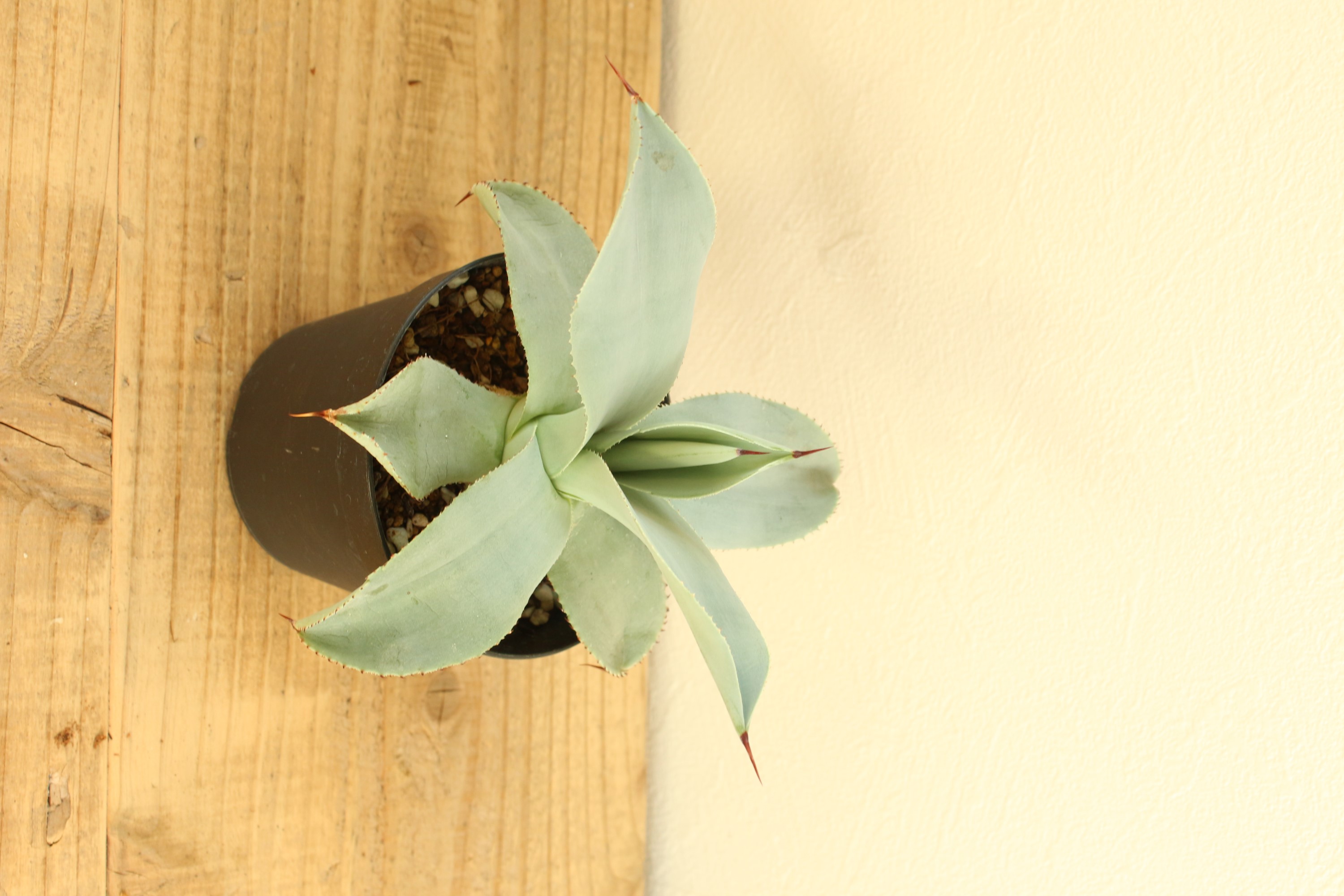 アガベ ドラゴントゥース | ハレハナプランツプラスオンラインショップ